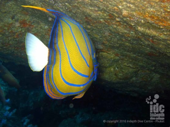 Angel Fish on an Andaman Sea Night Dive at Turtle Rock