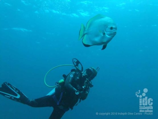 Bat fish love scuba divers! Don’t be surprised if they follow you on your dive