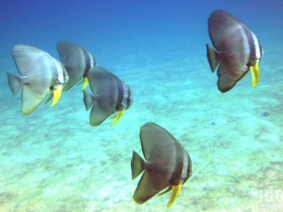 Batfish seen on a PADI Underwater Naturalist dive and are very friendly and like to follow scuba divers