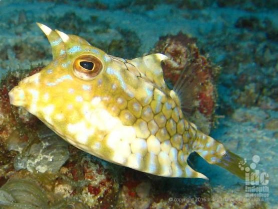 Cowfish and other Box Fish are seen all over the Andaman Sea