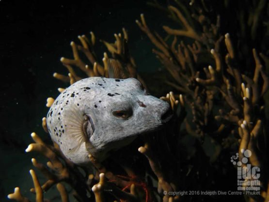 On Deep Dives on Ko Dok Mai we find all kind of cool fish to look at