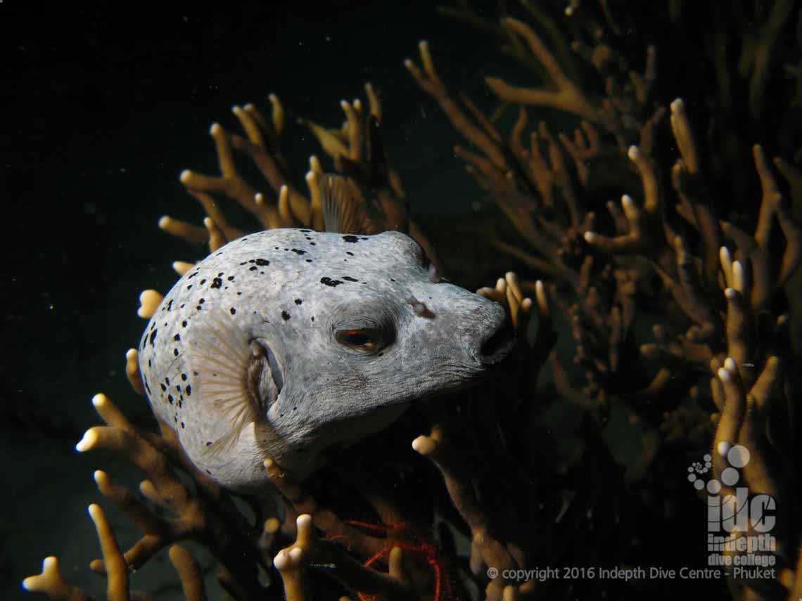 Join Indepth Dive Centre Phuket, Thailand for your PADI Night Diver Specialty Course