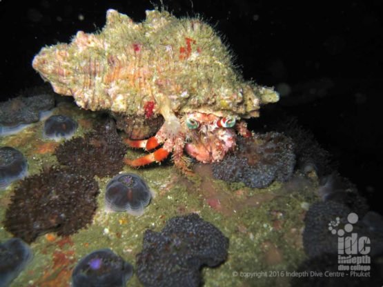 Hermit Crab coming out during a PADI Night Diver Course