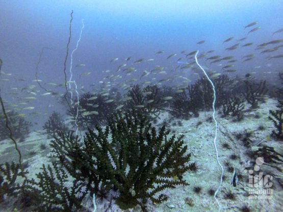 "Black Sun" oral bushes are abundant at High Rock and other Burma dive sites