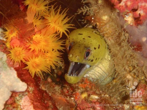 Taking photos of a Moray Eels on an Indepth PADI Underwater Naturalist Dive