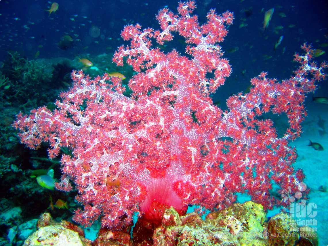 Phuket is a great place for your PADI AWARE Coral Reef Conservation Course with Indepth Dive Centre Thailand