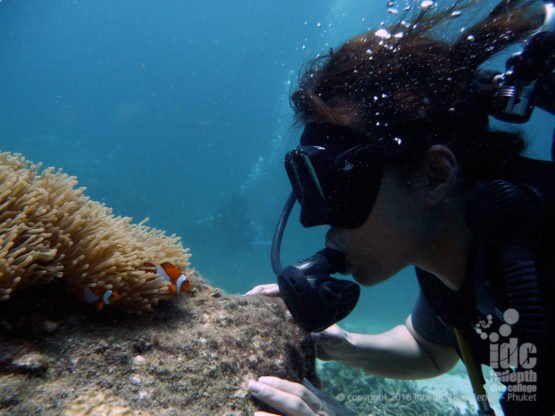 Phuket PADI Underwater Natrualist Specialty Course