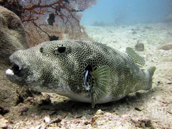 Phuket has many species of Pufferfish amongst it’s Marine Life