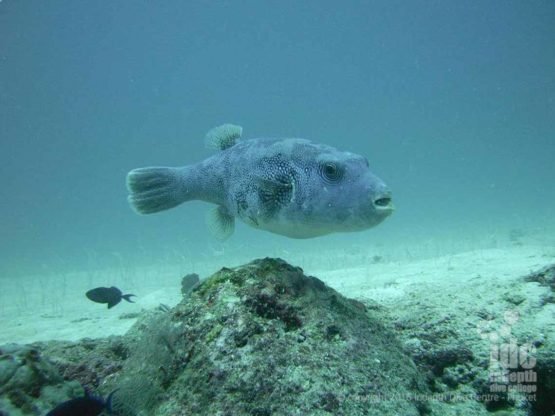 Phuket Pufferfish demonstrating perfect buoyancy control