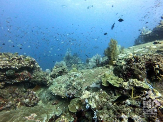 Pristine coral reef at Tachai Pinnacle, one of the top Thailand dive sites