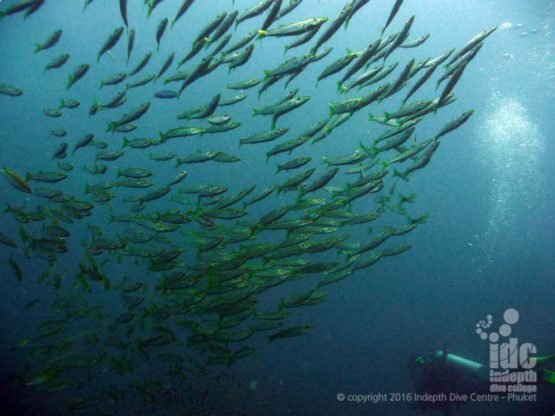 You see some amazing Fish coming up from Deep Dives during the Safety Stop