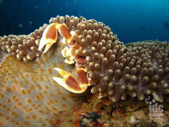 Anemone Crabs make excellent macro photo sujects at Ko Bida Nai