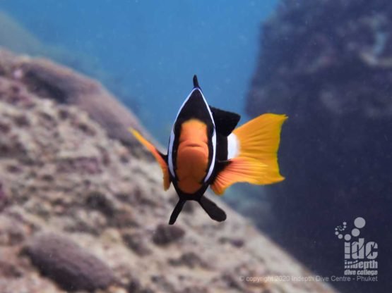 Curious Anemonefish at Palong Wall diving Thailand