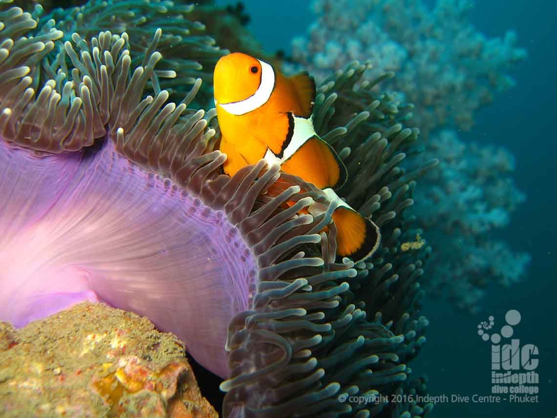 We would love to know how many Clown Fish there are at Anemone Reef Phuket