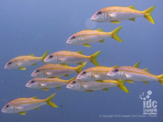 Yellow goatfish are a common sight at Anita's Reef