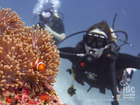 Clownfish at Anita's Reef Similan Islands Dive Site