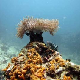 Anitas Reef the perfect Similan Dive Site for Beginners and Check Out Dive