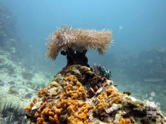 Roll of Film Rock at Anitas Reef Similans