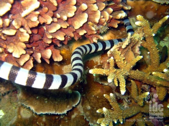 Banded Sea Snakes can be seen on many Similan Dive Sites inicludinig Turtle Rock