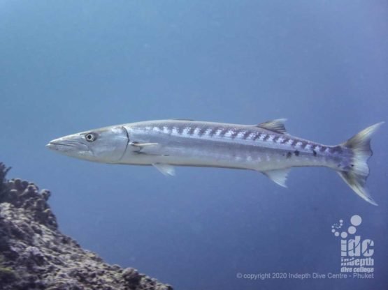 Elephant Head Rock is home to a resident Great Barracuda, often found hovering on top of the shallow boulders