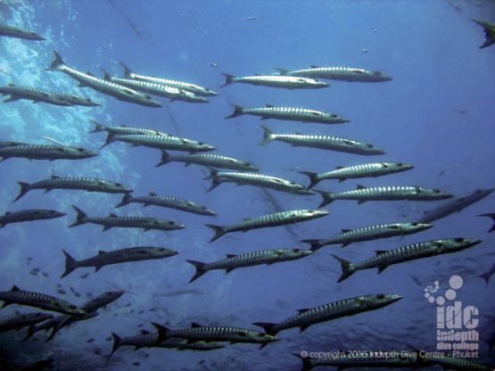 Divers often cross paths with a school of barracudas when diving Tachai Reef