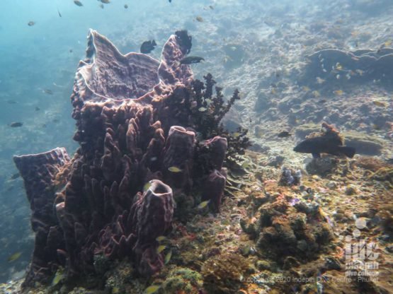 Large barrel sponge Phuket diving