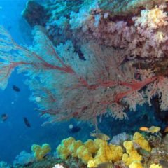 Stunning photo from Beacon Reef in The Similans of some huge Sea Fans