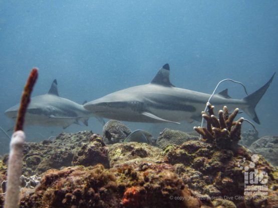 Koh Bida Nok is the best Thailand dive site for black tip reef sharks