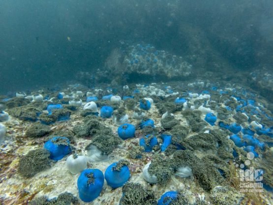 Huge anemone patch, one of the landmarks at Black Rock Dive Site