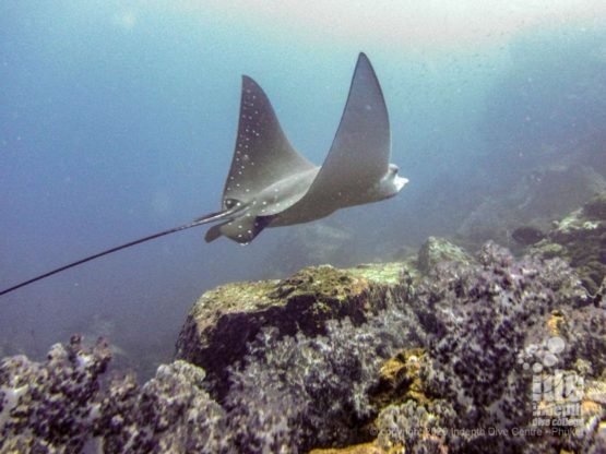 Beautiful eagle ray at Black Rock - Diving Myanmar