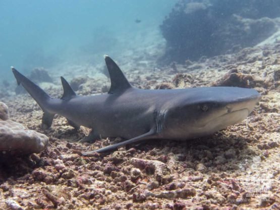 Black Rock offers good chances to spot white tip reef sharks, among other things