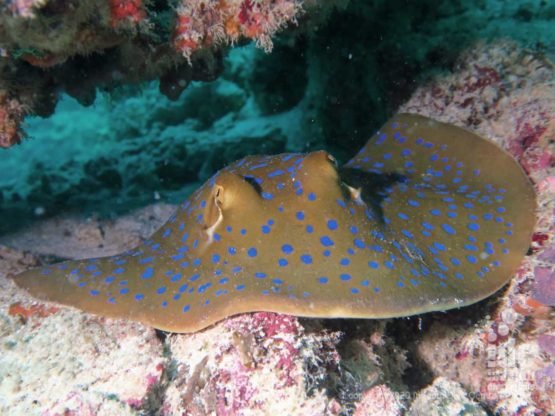 Lage stingray at Black Rock - Burma Liveaboard Diving