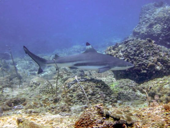 Thailand shark diving - Palong Wall in Phi Phi Island is one of the top spots for black tip reef sharks