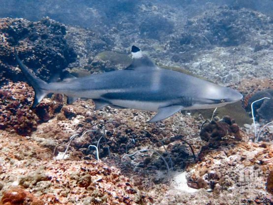 A large resident population of black tip reef sharks makes Koh Bida Nok the best Phi Phi Island Dive site