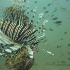 Boonsong Wreck is dived on Simila Islands Liveaboard