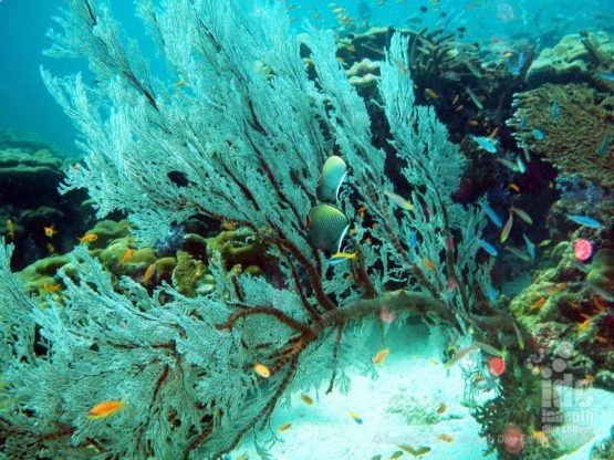 Always nice to dive with Butterfly Fish, Reef and Corals on Phuket