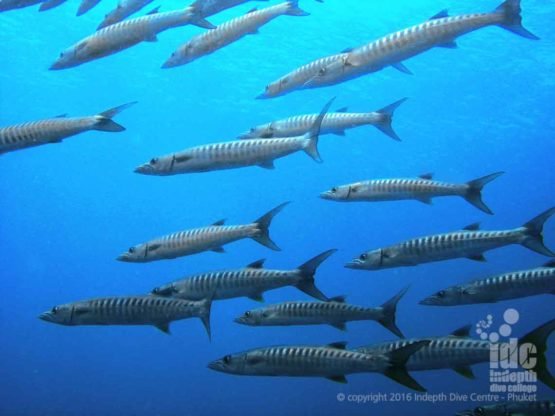 Stewart Island has lots of schooling Chevron Barracudas