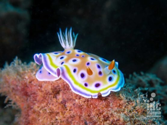 Beautiful nudibranch at Similan Chinese Wall