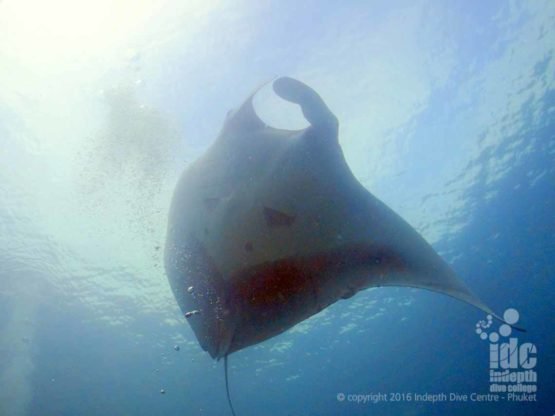 Christmas Point is always good for a Manta Dive!