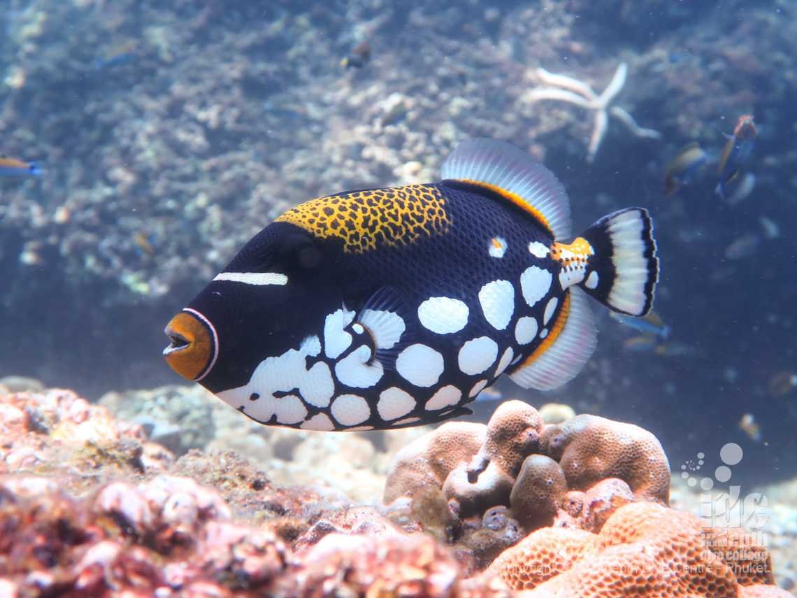 Beautiful Clown Triggerfish at Koh Bida Nok Phi Phi