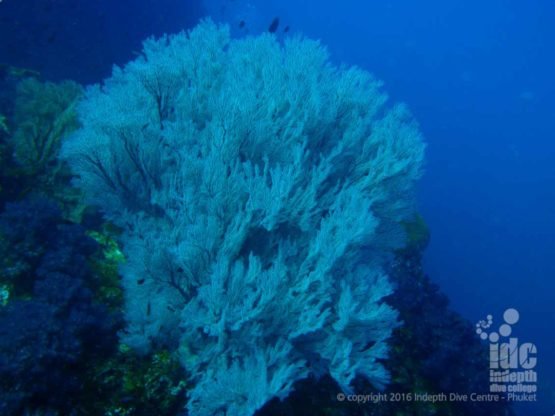 Coral at depth loses it colours but can still be a stunning sight to see