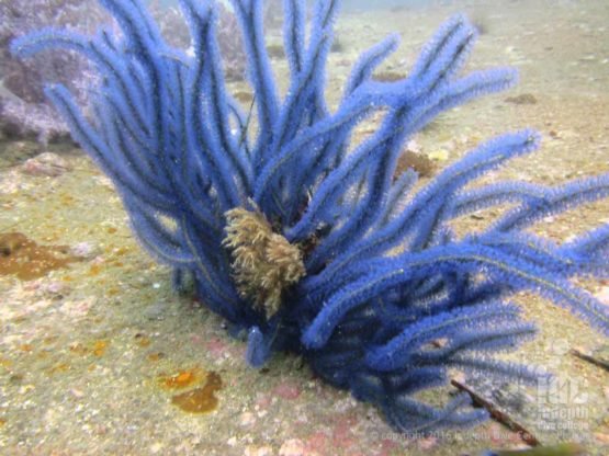 Soft coral on King Cruiser Wreck Phuket