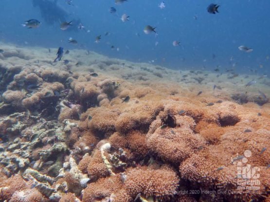 Healthy reef at Siam Bay Racha Yai Island