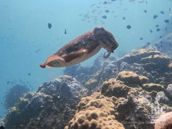 Cuttlefish are a common find when diving at Hin Bida Phi Phi Islands