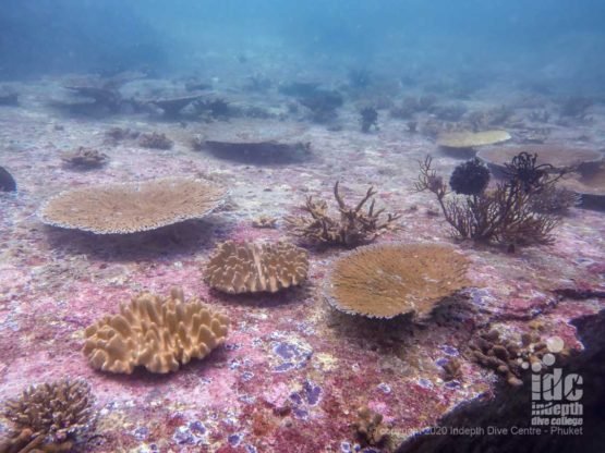 Many of the boulders at Deep Six are covered by very healthy hard corals.