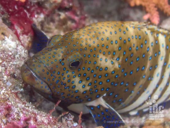 Coral grouper at Similan Islands