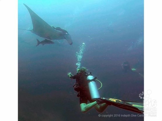 Living The Dream as a PADI Divemaster in the Similans guiding certified divers