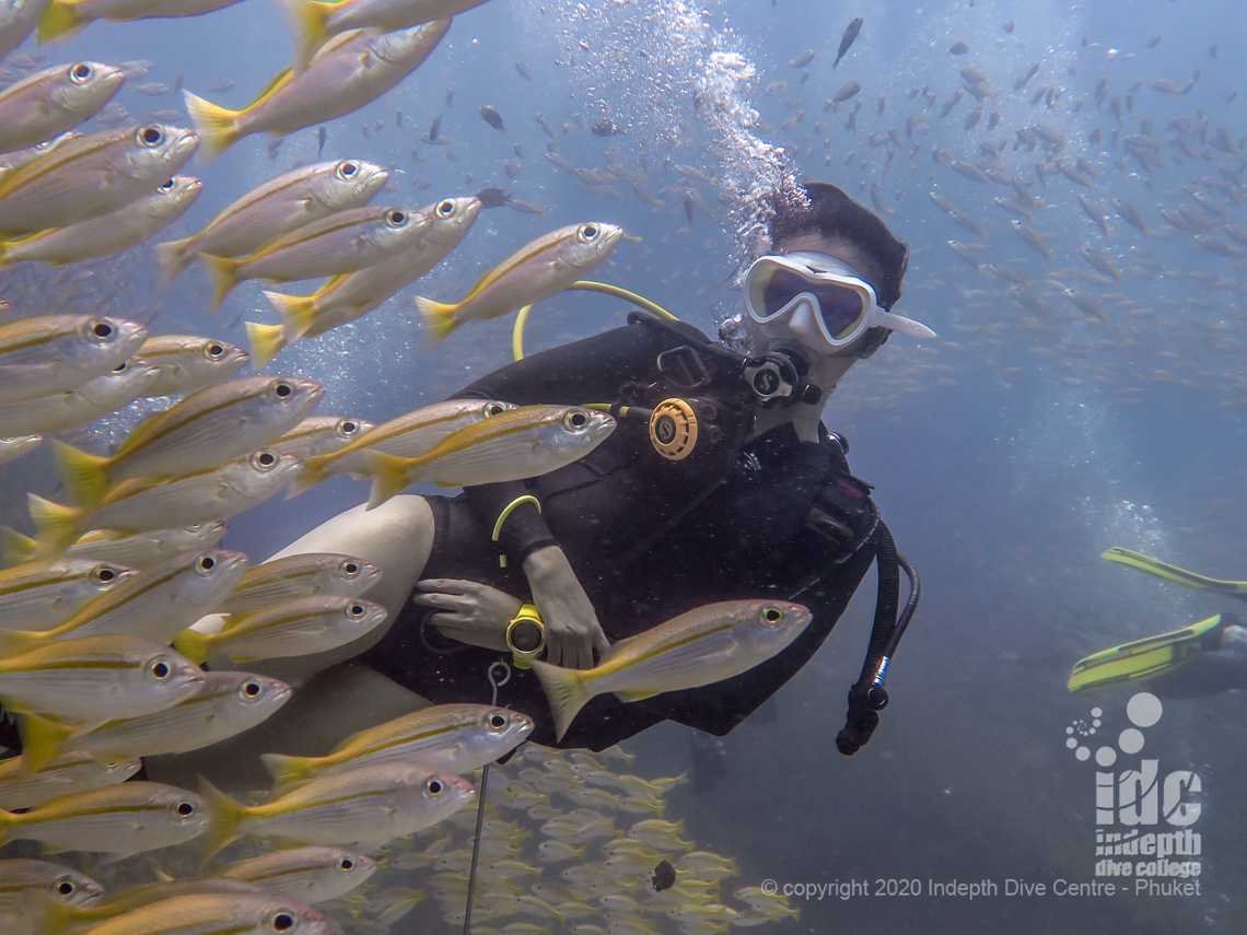 Divers are mesmerized by swimming across large schools of yellow snappers in Koh Bida Nok Thailand Diving