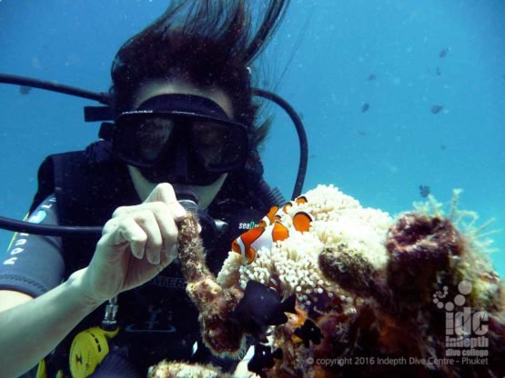 A scuba diver with a clown fish at Racha Noi on a 3 dive day