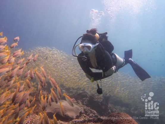 Resident school of Yellow Snappers at Hin Bida - Scuba Diving Phi phi islands